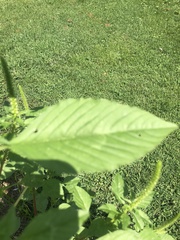 Amaranthus retroflexus