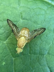 Icterica