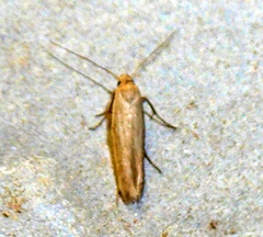 Scythrididae