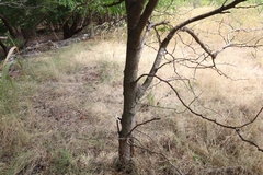 Gleditsia triacanthos inermis
