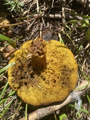 Suillus brevipes