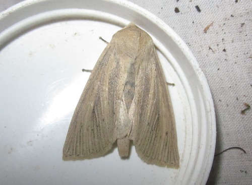 Large Wainscot Moth, Wassenaar, Nederland, photo 7 of 10