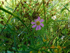 Sabatia kennedyana