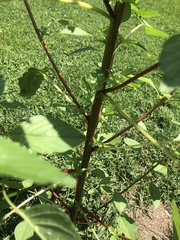 Amaranthus retroflexus