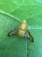 Icterica