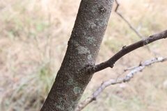 Gleditsia triacanthos inermis