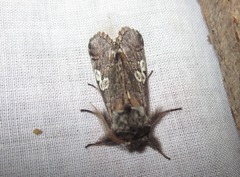 Diloba caeruleocephala