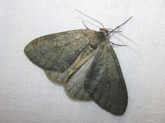 Erannis defoliaria