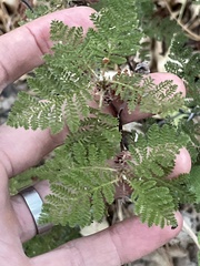 Chamaebatia foliolosa