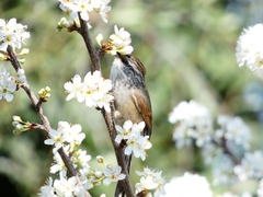 Leptasthenura aegithaloides