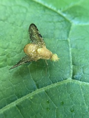 Icterica
