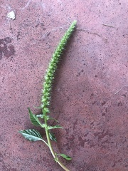 Amaranthus retroflexus