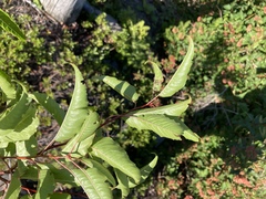 Prunus pensylvanica