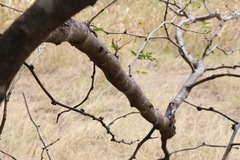 Gleditsia triacanthos inermis