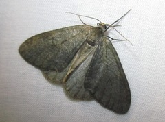 Erannis defoliaria