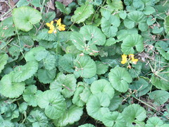 Caltha palustris