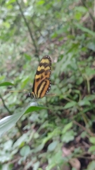 Mechanitis lysimnia utemaia