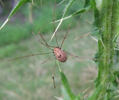 Phalangioidea