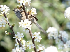 Leptasthenura aegithaloides