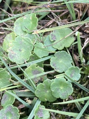 Hydrocotyle vulgaris