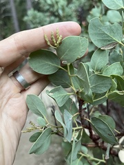 Arctostaphylos viscida viscida