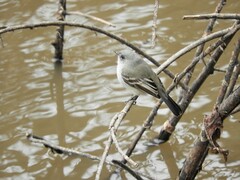 Serpophaga nigricans