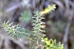 Baccharis coridifolia