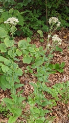 Eupatorium pilosum