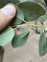 Arctostaphylos viscida viscida