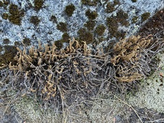 Myriopteris gracillima