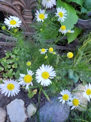 Tripleurospermum inodorum