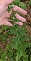 Eupatorium pilosum