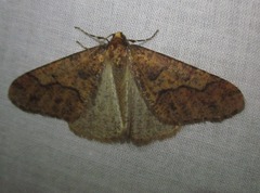Erannis defoliaria