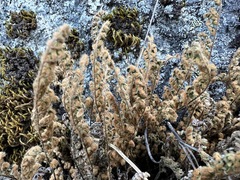 Myriopteris gracillima