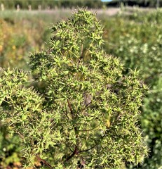 Thalictrum dasycarpum