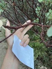Arctostaphylos viscida viscida