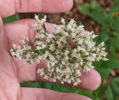 Eupatorium pilosum