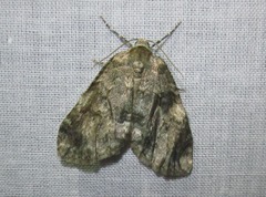 Epirrita dilutata