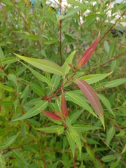 Salix amygdaloides