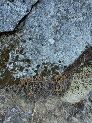 Myriopteris gracillima