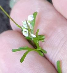 Cardamine pensylvanica