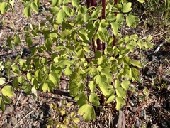 Thalictrum dasycarpum