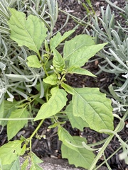 Solanum emulans