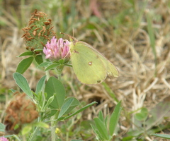 Colias interior