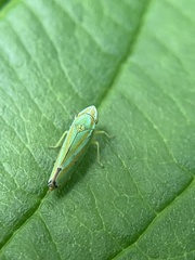 Graphocephala versuta