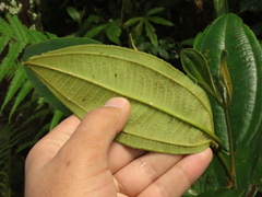 Miconia biappendiculata