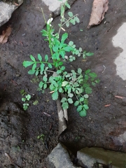 Cardamine pensylvanica