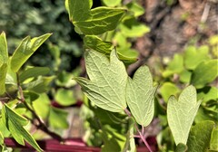 Thalictrum dasycarpum