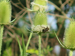 Bombus citrinus
