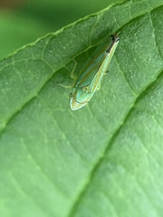 Graphocephala versuta
